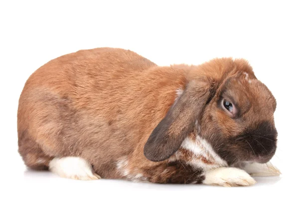 Zběsilého útoku králík izolovaných na bílém — Stock fotografie