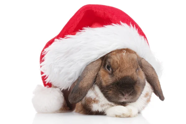 stock image Lop-eared rabbit in cap of Santa Claus isolated on white