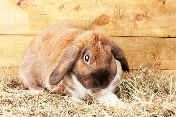 木製の背景に干し草の中のループ耳のウサギ — ストック写真
