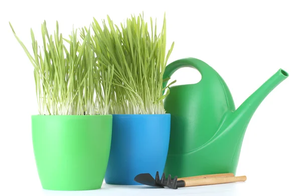 Beautiful grass in a flowerpots, watering can and garden tools isolated on white — Stock Photo, Image