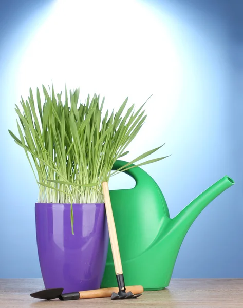 Bela grama em um vaso de flores, regando pode e ferramentas de jardim na mesa de madeira no fundo azul — Fotografia de Stock
