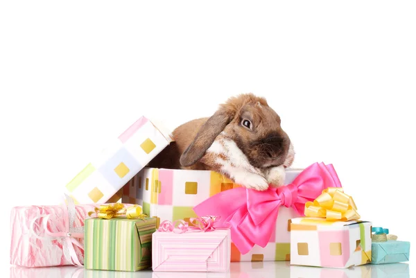 Lop-eared rabbit in a gift box with pink bow isolated on white — Stock Photo, Image