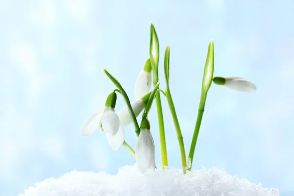 Beautiful snowdrops in snow on blue background — Stock Photo, Image