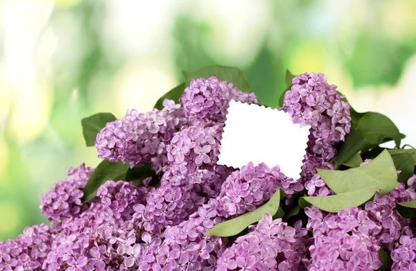 stock image Beautiful lilac flowers on green background