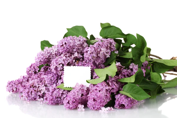 Belles fleurs lilas sur fond violet — Photo