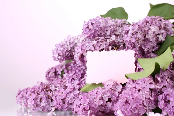 美丽的淡紫色花朵紫色背景上 — 图库照片
