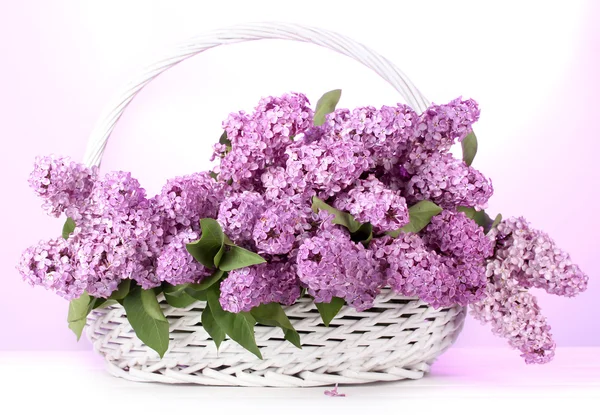 Piękne kwiaty bzu w kosz na fioletowym tle — Zdjęcie stockowe