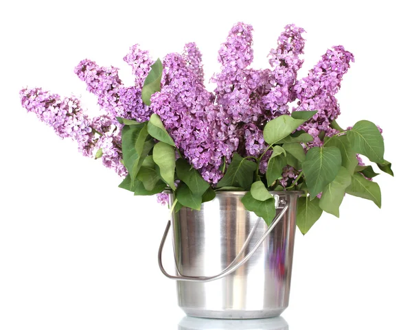 Hermosas flores lila en cubo de metal aislado en blanco —  Fotos de Stock