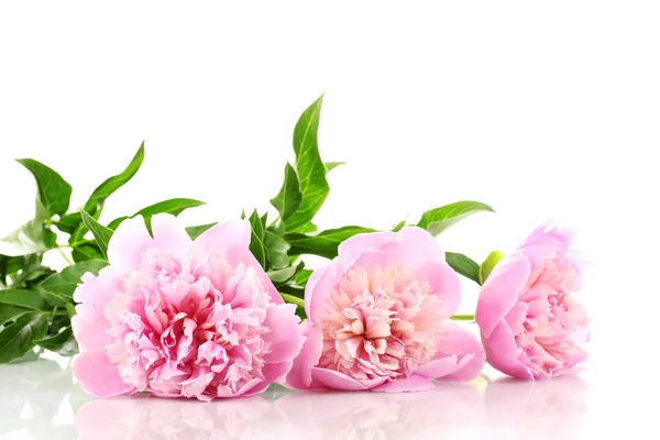 Three pink peonies isolated on white — Stock Photo, Image