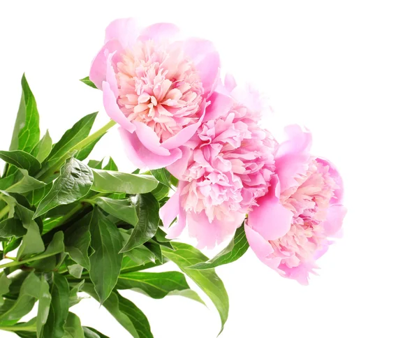 Három rózsaszín pünkösdi rózsa, elszigetelt fehér — Stock Fotó