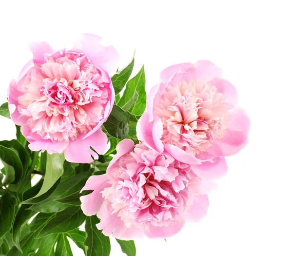 Три розовых пиона, изолированных на белом — стоковое фото