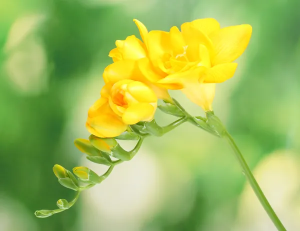 Hermosa freesia amarilla sobre fondo verde — Foto de Stock