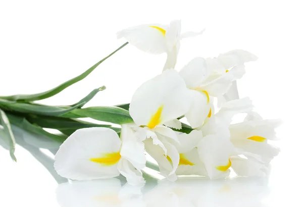 Vackra Iris isolerad på vit — Stockfoto