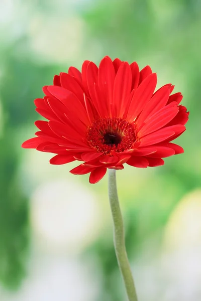 Yeşil zemin üzerine güzel kırmızı gerbera — Stok fotoğraf