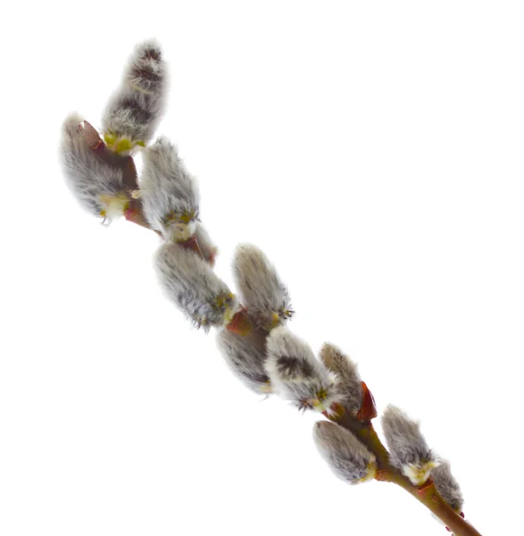 Sälg twig isolerad på vit — Stockfoto