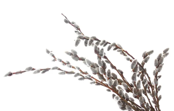 Pussy-willow twigs isolated on white — Stock Photo, Image