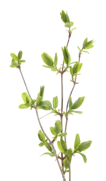 白で隔離される緑の葉と枝 — ストック写真