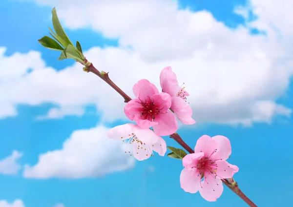 Bellissimo fiore di pesca rosa su sfondo cielo blu — Foto Stock