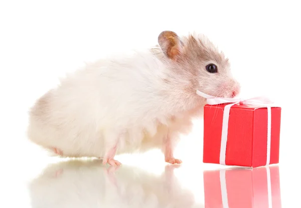 Hamster bonito e caixa de presente isolado branco — Fotografia de Stock