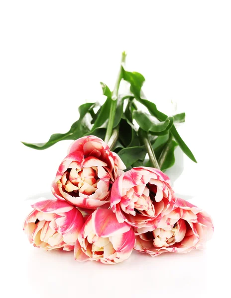 Krásné tulipány izolovaných na bílém — Stock fotografie