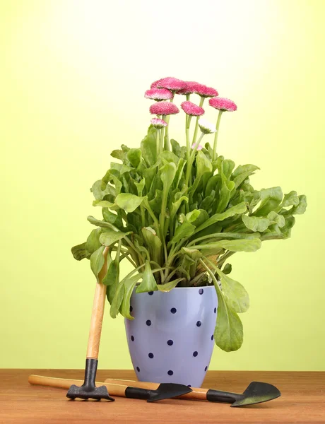 Růžové květy v hrnci s nástroji na dřevěný stůl na zeleném pozadí — Stock fotografie