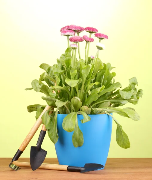 Розовые цветы в горшке с инструментами на деревянном столе на зеленом фоне — стоковое фото
