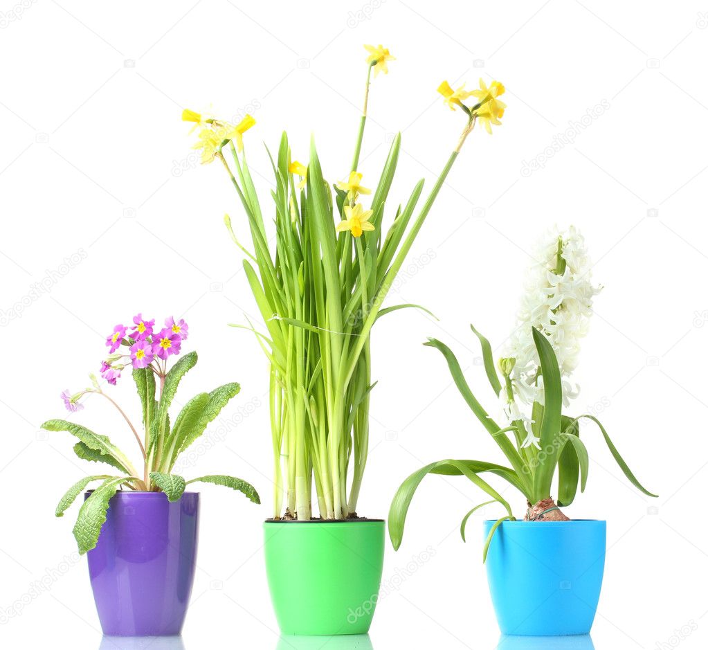 Beautiful spring flowers in pots isolated on white