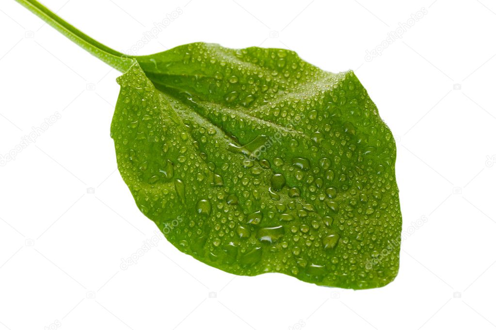 Plantain leaf with drops isolated on a white
