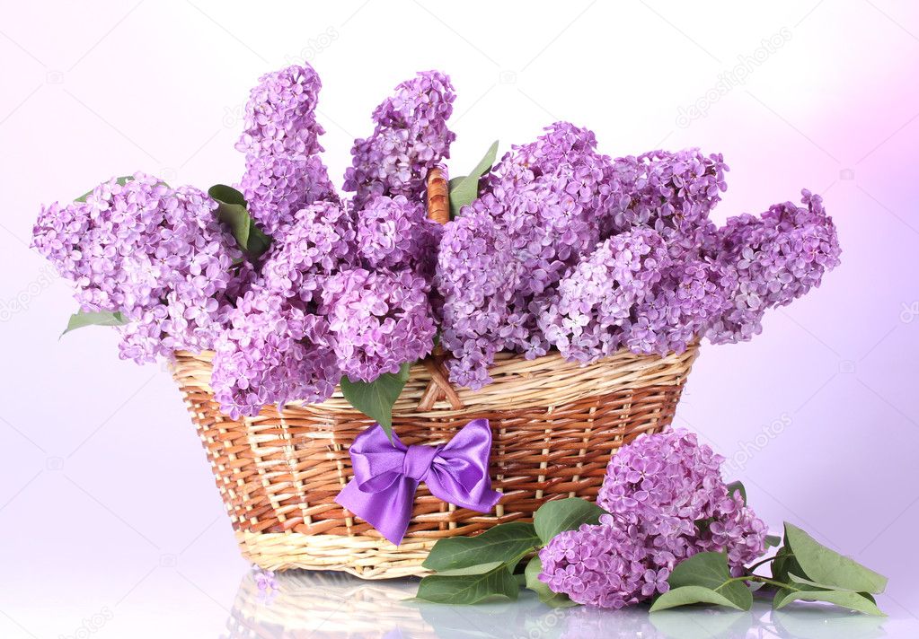 Beautiful lilac flowers in basket on purple background Stock Photo by ...