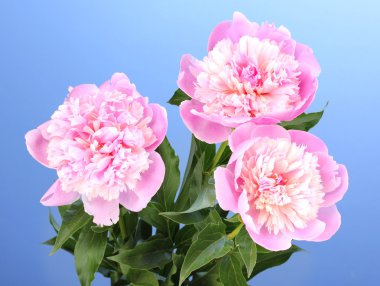 mavi zemin üzerinde üç pembe peonies