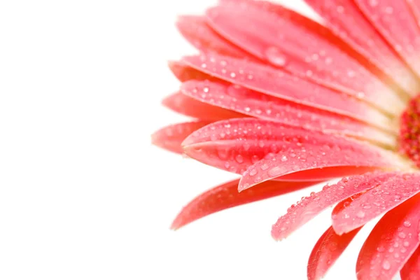 Kaunis vaaleanpunainen gerbera, jossa pisarat eristetty valkoisella — kuvapankkivalokuva