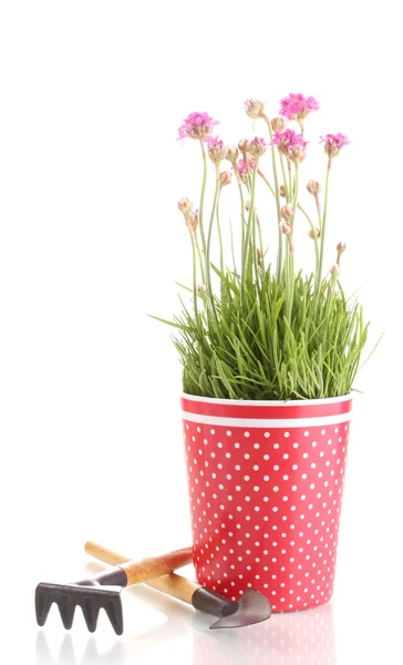 흰색 절연 악기와 함께 냄비에 핑크 꽃 — 스톡 사진
