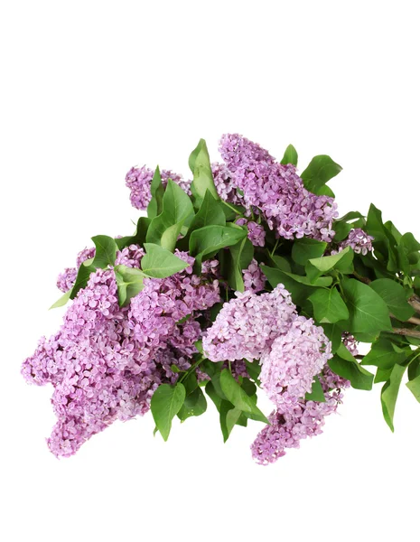 Beautiful lilac flowers isolated on white — Stock Photo, Image