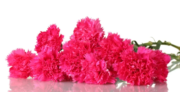 Красиві рожеві гвоздики ізольовані на білому — стокове фото