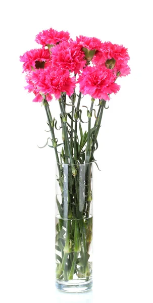 Gyönyörű rózsaszín szegfűt elszigetelt fehér üveg vázában — Stock Fotó