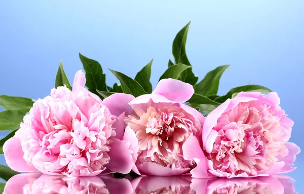 Three pink peonies on blue background — Stock Photo, Image