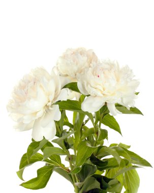 güzel peonies üzerinde beyaz izole