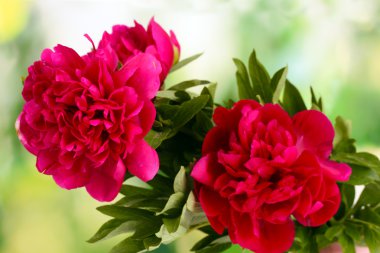 güzel pembe peonies yeşil zemin üzerine