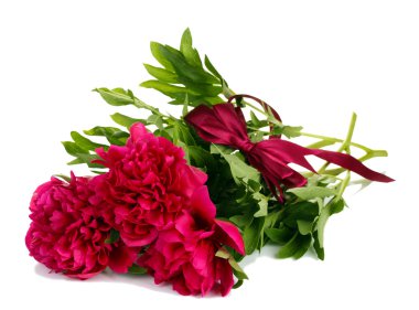 güzel pembe peonies üzerinde beyaz izole yay ile