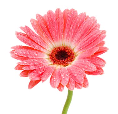 damla üzerinde beyaz izole güzel pembe gerbera