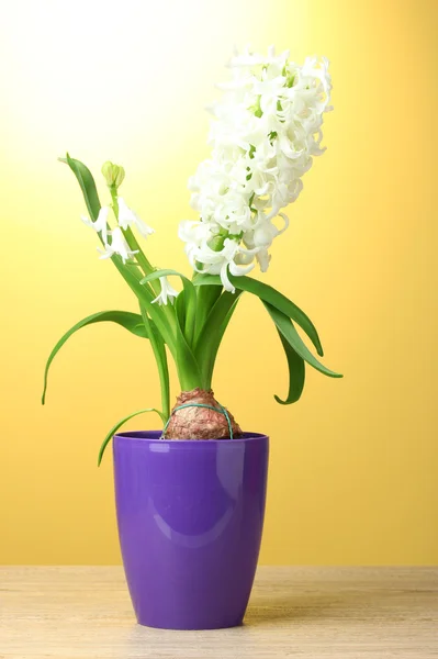 Beautiful white hyacinth in purple flowerpot on wooden table on yellow background — Stock Photo, Image