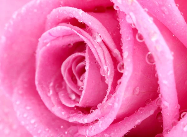 Schöne rosa Rose mit Tropfen aus nächster Nähe, isoliert auf weiß — Stockfoto