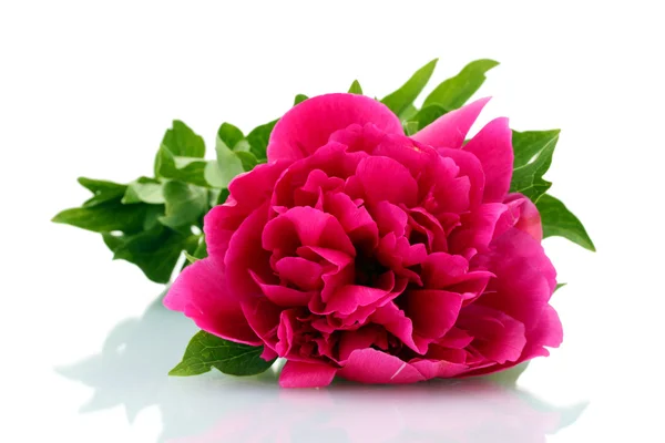 Bela peônia rosa isolado no branco — Fotografia de Stock