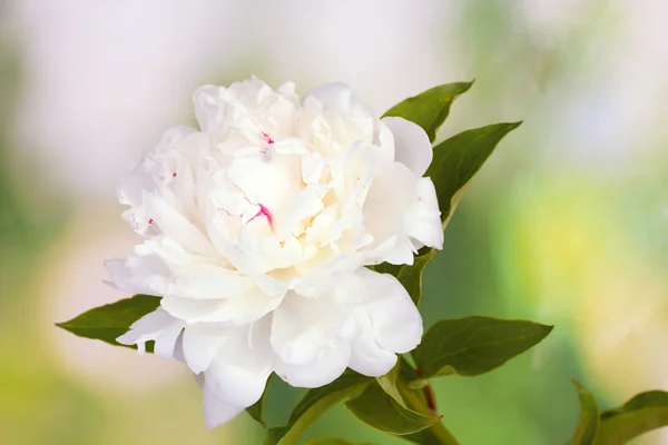 Beautiful white peony on green background — Stock Photo, Image