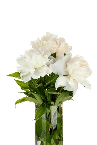 Gyönyörű fehér pünkösdi rózsa az íj elszigetelt fehér üveg váza — Stock Fotó