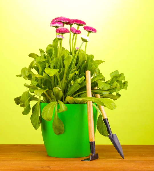 Růžové květy v hrnci s nástroji na dřevěný stůl na zeleném pozadí — Stock fotografie