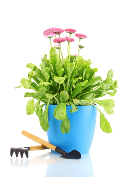 Daisy flowers in pot with instruments isolated on white — Stock Photo, Image