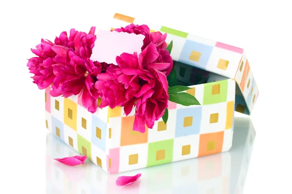 Beautirul peonías de color rosa en caja de regalo aislado en blanco —  Fotos de Stock