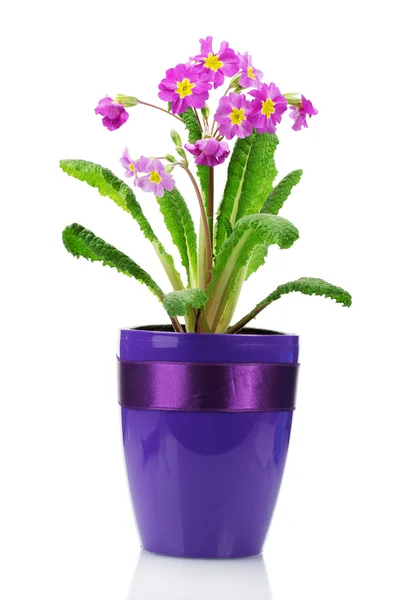 Beautiful purple primrose in a flowerpot isolated on white — Stock Photo, Image