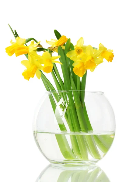 Krásné žluté narcisy v transparentní váza izolovaných na bílém — Stock fotografie